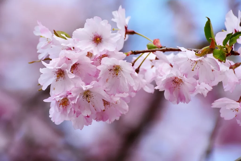 Diesen Sinn hat dein Leben auch ohne Baby! 5 101 cherry blossoms 3327489 1280