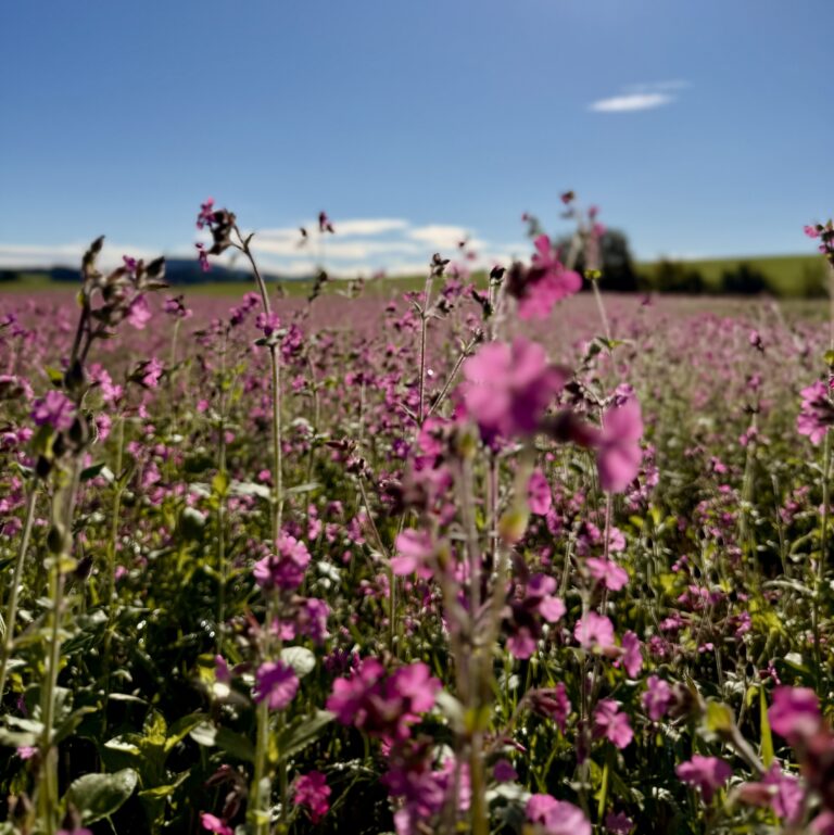 IMG 1371 klein ergebnis